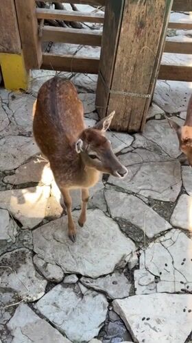 Tourist captures wildlife park visit in Gelendzhik, Russia