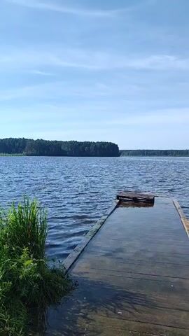 A wooden dock extends into a calm body of water under a clear blue sky with some clouds. The dock is partially submerged and shows signs of wear. Lush green grass and reeds grow on the left side of the dock. In the distance, a dense forest lines the opposite shore. The water reflects the sky and the trees.
