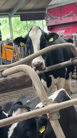 A black and white cow with yellow ear tags stands behind a metal railing in a barn. The cow is looking directly at the camera. In the background, another cow is visible, as well as farm equipment and a red truck. The lighting suggests it is daytime.