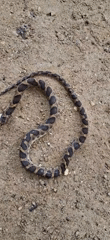 Rural Venezuelan life documented through wildlife and domestic scenes