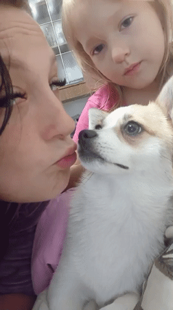 Lazy morning with a corgi at home in Chuhuiv