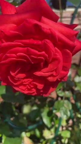 This is a close-up, shallow-depth-of-field video of a vibrant red rose in bloom. The rose is the primary subject, with its intricate petals and rich color filling most of the frame. The lighting suggests it's a sunny day, likely late morning or early afternoon, as indicated by the bright sunlight casting shadows on the petals and leaves.

The rose is growing on a bush, with lush green leaves visible in the foreground and background. A portion of a green trellis or support structure is also visible, intertwined with the rose's stem and branches, suggesting the plant is being trained or supported. In the background, hints of a wooden fence and a clear blue sky can be seen, placing the scene outdoors in a garden or yard.

There are no people or overt activities depicted. The focus is solely on the natural beauty of the rose. The overall mood is serene and appreciative of nature's details. The location context is Aropakkuzi, Russia. No visible text is present in the video.