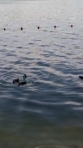 The video shows a body of water with several ducks swimming on the surface. There are red buoys in a line across the water in the background. The water is calm with some ripples. The lighting suggests it is either early morning or late afternoon.