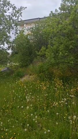 This media file captures a natural scene in Polyarny, Russia, likely during the daytime under an overcast sky. The foreground is dominated by a meadow filled with lush green grass, dotted with numerous white dandelion seed heads and small yellow flowers. The meadow slopes upwards, transitioning into a dense cluster of trees with vibrant green foliage.

In the background, a multi-story, apartment-style building is visible, partially obscured by the trees. The building appears to be of Soviet-era architecture, with balconies and numerous windows. The overall atmosphere is peaceful and somewhat wild, with the untamed nature of the meadow contrasting with the man-made structure. The cloudy sky suggests a cool or temperate climate. No people or specific events are depicted; the focus is solely on the natural landscape and its proximity to urban development. There is no visible text within the media file.