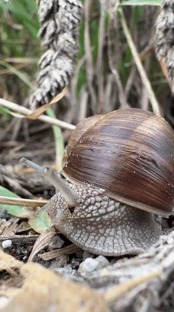 Snails and wildflowers in the Polish summer countryside