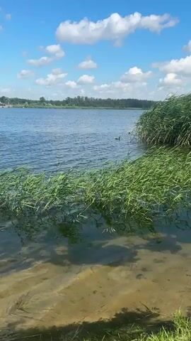 A video shows a calm lake with clear blue skies and white clouds. Tall green reeds line the shore, with some of them dipping into the water. The water is clear enough to see the sandy bottom. A few ducks are swimming near the reeds. The overall scene is peaceful and serene.