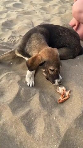 A puppy is lying on a sandy beach, looking at a piece of food. The puppy then picks up the food in its mouth. The scene is outdoors, with the sand creating a textured background.
