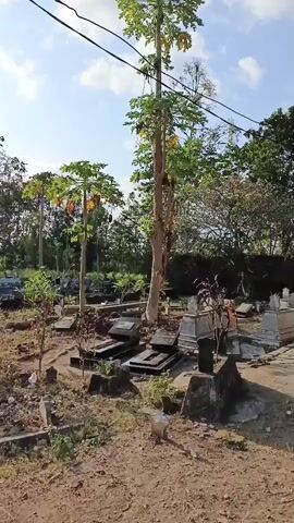 The video shows an outdoor scene during the day, likely a cemetery, with several gravestones scattered across a dirt ground. A tall papaya tree with visible fruit stands prominently in the center of the frame, with power lines running overhead. Several other papaya trees with fruit are visible in the background, along with various types of foliage and trees. The sky is partly cloudy. The scene appears to be in a rural or semi-rural area. There are no people visible in the video.