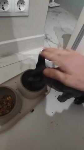 A close-up shows a gray sphynx cat eating food from a beige double-dish on a white tiled floor. A hand pets the cat's back briefly while it eats. There is a white water dish with a dark purple interior to the right of the food dishes. On the wall is a light gray baseboard and a double electrical outlet. In the background, there is a white surface that appears to be part of a cabinet and a white object on the floor. The cat eats the food in the right dish, while the dish on the left is partially full.
