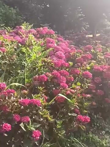 The video shows a dense cluster of bright pink hydrangeas. The flowers are in full bloom and fill the frame. The sun is shining, casting dappled light on the blossoms and foliage, creating a warm and inviting atmosphere. The background is blurred, suggesting a shallow depth of field, which keeps the focus squarely on the flowers. Some greenery is visible, interspersed among the hydrangeas.