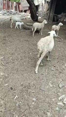 A group of sheep, including a lamb, are gathered in a muddy, outdoor area next to a dilapidated building. The sheep are mostly white and appear to be moving around or standing still. The building has a corrugated metal roof and appears to be in disrepair. There are also some trees and debris scattered around the area. The overall scene suggests a rural or farm setting. The sounds of voices can be heard in the background, with one voice calling out to the sheep.