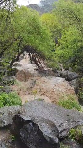 The video shows a flowing river, swollen and brown with sediment, running through a lush, green forest. Large rocks are scattered along the riverbanks, with trees and vegetation lining the sides of the waterway. In the background, a mountain looms, partially shrouded in mist or clouds.  The camera is static and focuses on the river, emphasizing the power and volume of the water flow.