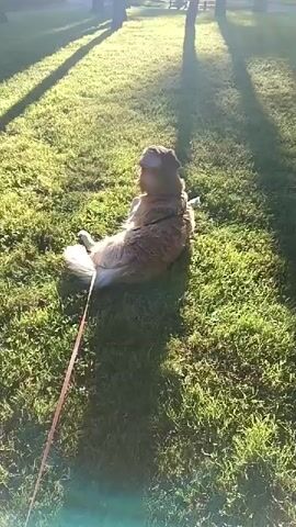 The video captures a dog lying on a grassy lawn. The dog appears to be a golden retriever, with long, light-colored fur. It is lying on its side, with its head resting on the grass. The dog is on a leash, which extends out of frame to the left. The scene is lit by the warm, low light of the sun, casting long shadows from unseen trees across the grass. The overall atmosphere is peaceful and relaxed, suggesting a quiet moment outdoors, possibly in a park or backyard. The time of day appears to be late afternoon or early evening, given the angle of the sun and the length of the shadows. The location is identified as Bochnia, Poland. There is no visible text within the video frame.