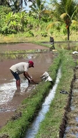 A person wearing a light-colored short-sleeved shirt, dark shorts, and a red cap is standing in shallow, muddy water in a rice paddy. The person is bent over and appears to be using a tool, possibly a shovel or hoe, to move mud or soil from the edge of the paddy into a narrow, grass-lined irrigation channel. A white sack is placed on the grassy bank next to where the person is working. In the background, there are more rice paddies, lush green vegetation, and palm trees. The scene suggests agricultural work in a tropical environment.