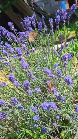 A close-up, slightly shaky video shows a bush of lavender in bloom on a sunny day. Several butterflies, one orange and one brownish, are seen flitting among the purple flowers. The background is blurred but suggests an outdoor setting with some greenery and structures.