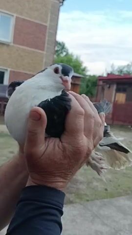 A person's hands hold a black and white pigeon close to their face. The pigeon's head is tilted as if being kissed. The person is wearing a dark blue long-sleeved shirt. The background shows a brick building, a fence, some trees, and parked cars. The sky is cloudy.