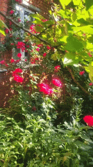 A lush summer garden in full bloom with a dog nearby