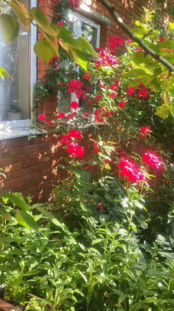 A lush summer garden in full bloom with a dog nearby