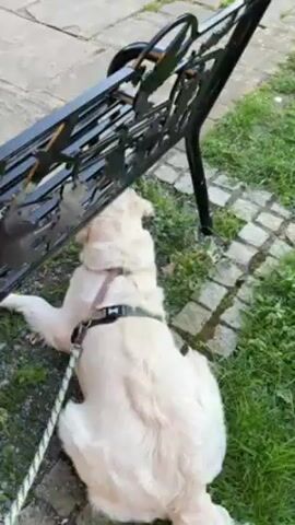 The video shows a light-colored dog lying near a black metal bench. The dog is wearing a collar and leash. The bench has a design of white doves and red poppies. The bench is located on a stone walkway in what appears to be a park or garden, possibly a graveyard, with green grass and trees visible in the background.  The camera pans out to show more of the bench and the surrounding area.