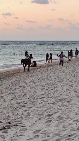 The video shows a sandy beach with the ocean in the background. The sky is a pastel pink and orange, suggesting it is either sunrise or sunset. Several people are present on the beach, some of whom are riding horses. One person in a pink shirt with the number 39 on it is running along the beach. Another person is riding a camel. Some people are sitting on lounge chairs under trees on the right side of the frame. The overall scene appears to be a tourist destination.