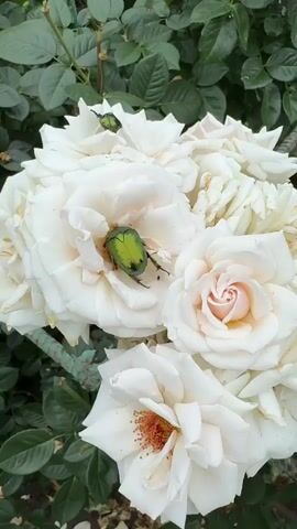 This is a close-up shot of several white roses, with two green beetles on them. One beetle is prominently displayed on a rose in the center of the frame, its metallic green body contrasting with the delicate white petals. The other beetle is smaller and positioned further back, on another rose. The background consists of dark green rose leaves. The lighting appears to be natural, suggesting an outdoor setting, possibly a garden. The camera angle is slightly from above, looking down at the roses and beetles. The overall impression is one of nature's details, focusing on the insects interacting with the flowers.