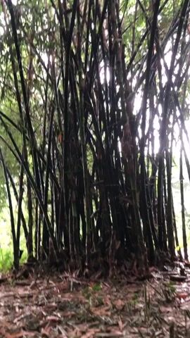 A cluster of dark, slender bamboo stalks dominates the frame, their tall, segmented trunks reaching upwards towards a bright, overcast sky. The bamboo is dense, with many stalks growing closely together, their branches and leaves forming a thick canopy overhead. Sunlight filters through the leaves, creating dappled patterns of light and shadow on the bamboo stalks and the ground below. The ground is covered in fallen leaves and debris, suggesting a natural, possibly damp environment. There are no people or animals visible in the video. The video is a static shot, with no camera movement.