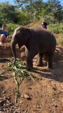 The video shows a baby elephant standing on a dirt bank, eating leafy green stalks. Two women are visible in the background, sitting or standing on the bank as well. They appear to be observing the elephant. The area is lush with green vegetation and trees, under a clear blue sky. The scene is captured in daylight, casting shadows on the ground.