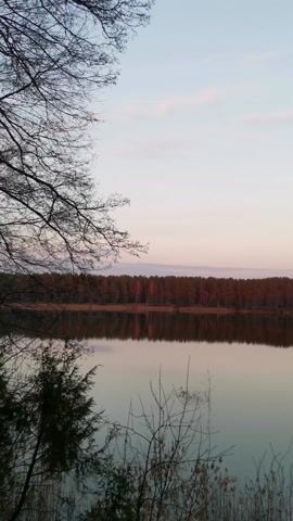 The scene is a serene, still lake reflecting a treeline at dusk. The sky is a pale gradient of blue and pink, suggesting either sunrise or sunset. Bare branches of trees frame the view, adding a stark contrast to the soft hues of the sky and water. The trees on the distant shore appear dark and dense, their forms mirrored in the glassy surface of the lake. Reeds or other low vegetation grow along the immediate shoreline. There are no people or animals visible in the frame.