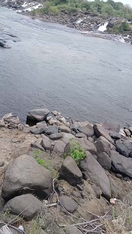 The video shows a rocky shore overlooking a wide river, leading to a series of small waterfalls in the distance. The water in the river is dark, reflecting the overcast sky. The foreground is dominated by large, dark gray rocks, with some small green plants growing among them. There's a piece of trash laying around by the rocks too. As the camera pans upwards, the waterfalls become more prominent, revealing white water cascading over the rocks. The river is surrounded by lush green vegetation and trees, creating a natural backdrop. The sky is partially cloudy, and as the camera moves, the clouds shift, allowing patches of blue sky to become visible. The overall impression is one of a peaceful and natural setting, with the sound of rushing water likely present but not explicitly heard.