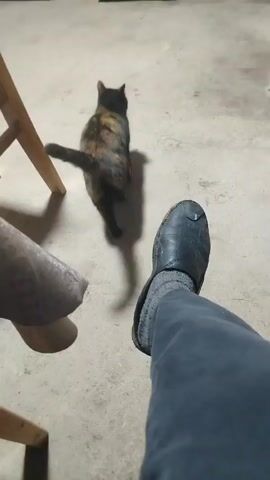 A tortoiseshell cat walks away from the camera on a concrete floor. A person's leg and foot wearing a blue pant and black shoe is in the foreground, with a wooden chair to the left. In the background are gray cabinets.
