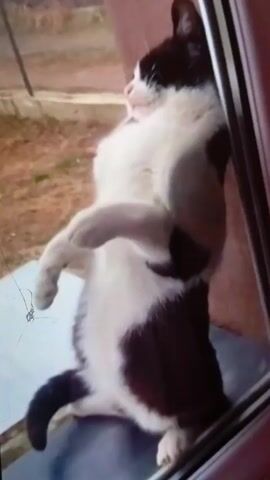 The video shows a black-and-white cat standing on its hind legs, looking out a window. The video then glitches significantly. After the glitching, the image resolves to show the cat again.
