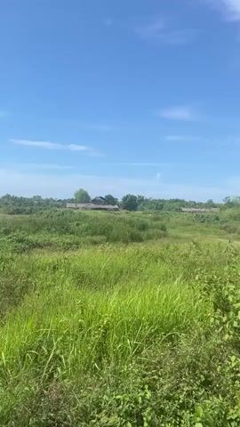 The video shows an outdoor scene with a bright blue sky filled with wispy clouds. The foreground is dominated by lush green grass and foliage, with some taller reeds in the center. In the middle ground, there are several low-lying structures with dark roofs, possibly houses or sheds, interspersed with trees and more vegetation. A dirt path can be seen winding through the landscape to the right. Overhead power lines are visible against the sky. The overall impression is of a rural or semi-rural environment under a clear, sunny sky.