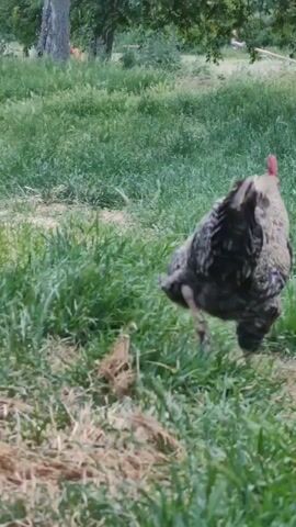 A rooster with black, white, and grey speckled feathers walks through a grassy area. The rooster has a red comb on its head and a red wattle under its chin. The rooster's tail feathers are black and iridescent. The rooster is walking from left to right in the frame, with its head turned slightly to the left. The background of the image is out of focus and appears to be a wooded area with green trees and foliage. The lighting is natural and appears to be daylight.