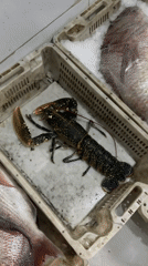 Fresh seafood including lobster displayed in market crates