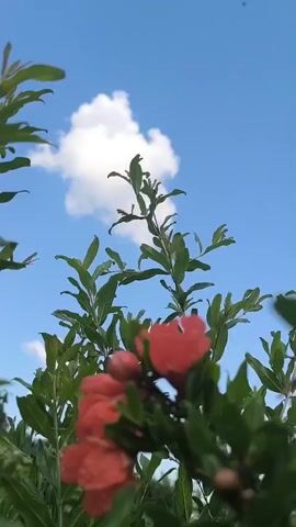 The video shows a close-up, low-angle view of pomegranate flowers and leaves against a bright blue sky with some clouds. The camera moves from a slightly blurred view of the flowers to a sharper focus. The flowers are a vibrant orange-red color and appear to be in various stages of bloom, with some still in bud form. The green leaves of the pomegranate tree are also visible, providing a lush backdrop. The sunlight is bright, creating a cheerful and natural atmosphere.