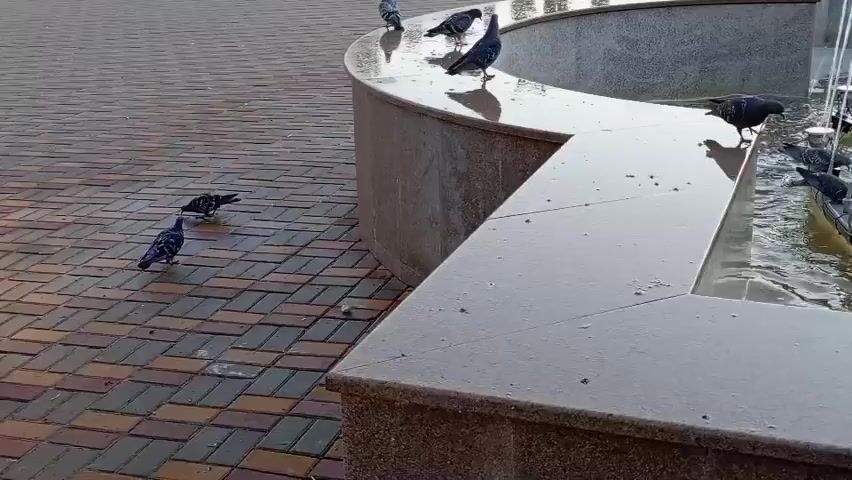 A video begins with a view of a public space with a fountain. The fountain has a curved edge made of dark stone. Several pigeons are gathered around the fountain. Some are perched on the edge of the fountain, while others are on the ground. The ground is paved with colorful rectangular bricks arranged in a pattern. The fountain itself has water spraying from jets. The lighting suggests it is daytime. A pigeon takes flight from the edge of the fountain, its wings spread. Other pigeons are visible in various locations, some walking and some standing still. The video pans slightly to show more of the fountain and the surrounding area.