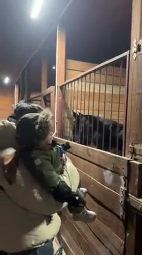 Family visit to horse stable in Kalinovo, Russia