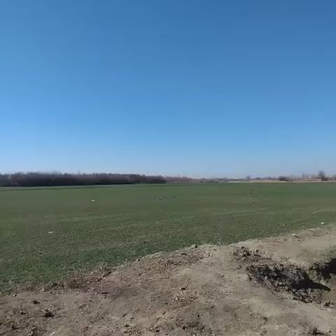 The video shows a field on a bright, sunny day. The sky is a clear blue with no clouds. The field is green, and there are several dark, unidentifiable objects scattered across it. A line of trees runs along the horizon. A dirt bank sits in the foreground.