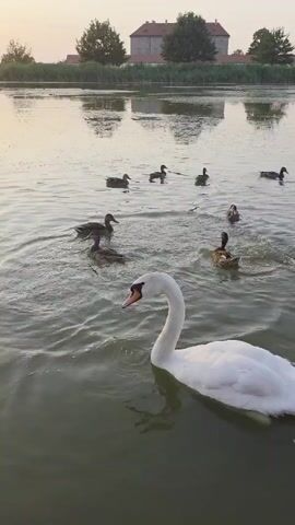 A swan is swimming in a body of water, with several ducks swimming around it. In the background, there is a building with trees and a body of water. The lighting suggests it is either early morning or late evening.