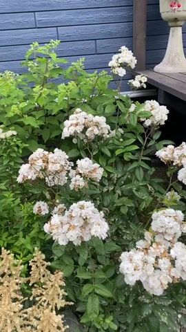 A close-up shot focuses on white flowers with some brown, dried petals, interspersed with green leaves. The flowers are on multiple stems and appear to be in a garden setting. Behind the flowers, a dark blue wall with horizontal lines, resembling siding, is visible. To the right, a portion of a wooden structure and a white decorative urn with some pink flowers peeking out are present. The lighting suggests it is daytime.