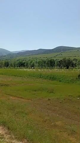 The video shows a landscape with a field in the foreground and rolling hills in the background under a clear sky. A line of trees separates the field from the hills. The grass in the field is a mix of green and brown. The hills are covered with green vegetation. The camera appears to be moving, possibly from a vehicle. The sound of wind is noticeable.