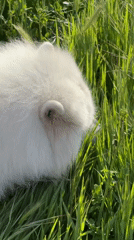 White dog rests in Montenegro wildflower field at dawn