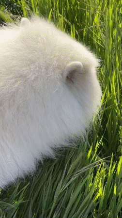 White dog rests in Montenegro wildflower field at dawn