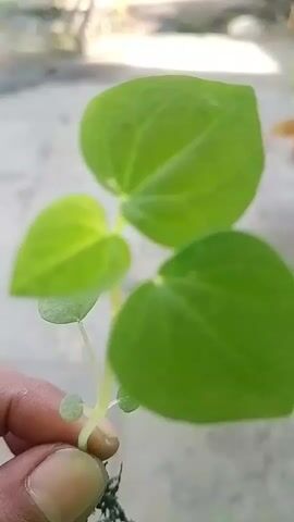 A hand is holding a small green seedling with several leaves and roots. The seedling is being held up close to the camera, which is focused on it. The background is blurred, but appears to be outdoors with some sort of concrete surface and foliage.