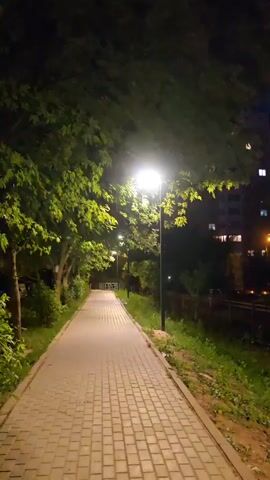 The video shows a nighttime view of a paved walkway lined with trees and grass. Lampposts illuminate the path, casting a warm glow on the scene. In the background, a multi-story building with illuminated windows can be seen. The leaves of the trees are a vibrant green, suggesting they are healthy and in season. The overall atmosphere is peaceful and serene, with the gentle lighting creating a tranquil ambiance.