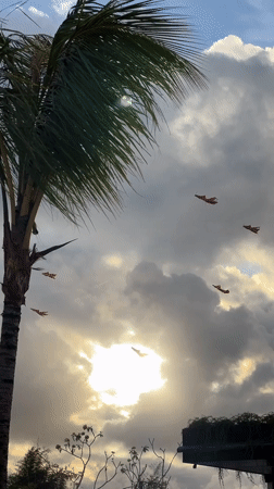 Colorful kites fill skies above crowded Denpasar beach