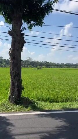 The video begins with a close-up of a young tree beside a paved road, with a vibrant green rice paddy field stretching out behind it under a clear blue sky with scattered clouds. Overhead, power lines are strung across the frame. The camera then pans to the left, showing two young men riding a motorcycle along the road. The driver, wearing a light-colored shirt, is looking ahead, while the passenger, in a dark tank top and shorts, is looking back. They pass a utility pole with a dense tangle of wires. The camera continues to pan, capturing another motorcycle rider from behind, this one wearing a black hoodie and a helmet, also riding on the road alongside the rice fields. The video then returns to a wider shot of the lush green rice paddy under the blue sky, with a line of trees in the distance and a small structure visible within the field. The overall scene depicts a rural roadside environment, likely in a tropical or subtropical region, with agricultural land and evidence of electrical infrastructure.