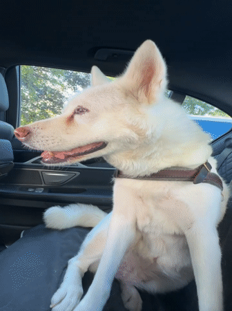 White dog chilling in a car backseat, Bruges