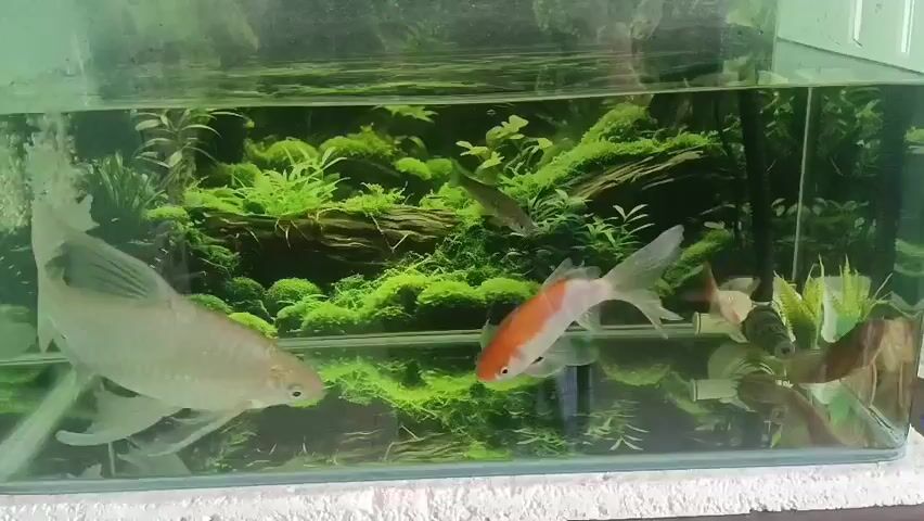 A rectangular glass aquarium tank contains several fish. Two prominent fish in the foreground are a large white fish with flowing fins and a smaller orange and white fish. In the background, there are several smaller fish swimming. The aquarium is decorated with various aquatic plants and wood, creating a lush green environment. The lighting is bright, reflecting off the glass. The tank appears to be situated on a white surface.