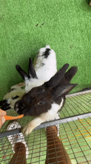 Tourist visits small animal attraction in Vietnam overnight